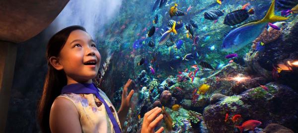 Atlantis The Palm***** Dubaj, The Palm 6